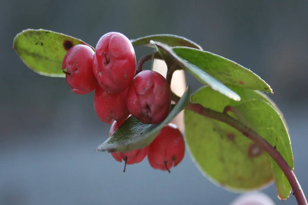 Wintergreen Yağı (Kış Yeşili Yağı) Ne İşe Yarar?