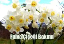 Fulya Çiçeği Bakımı ve Özellikleri