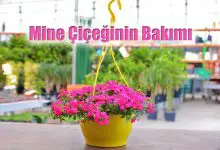 Mine Çiçeğinin Bakımı ve Özellikleri