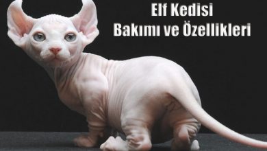 Elf Kedisi Bakımı ve Özellikleri