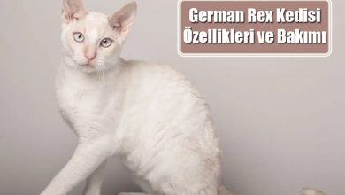 German Rex Kedisi Özellikleri ve Bakımı