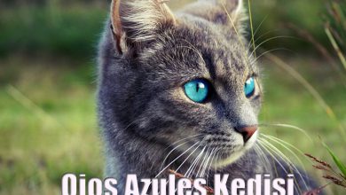 Ojos Azules Kedisi Özellikleri ve Bakımı