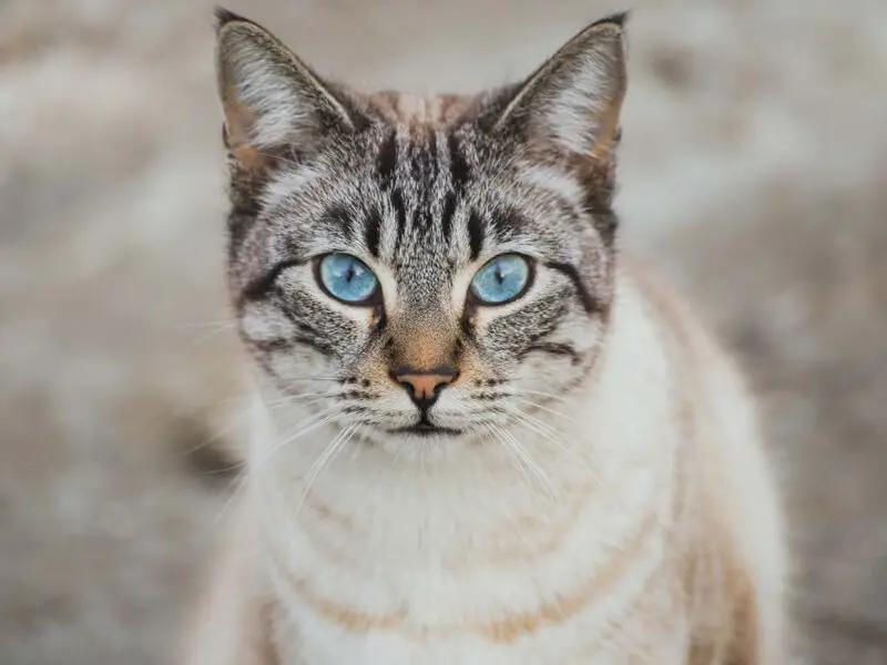 Ojos Azules 