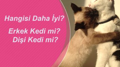 Erkek Kedi mi, Dişi Kedi mi