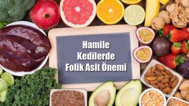 Hamile Kedilerde Folik Asit (B9 Vitamini) Önemi