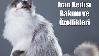 İran Kedisi Bakımı ve Özellikleri