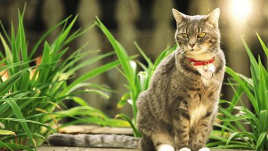 Kedi Bakımı İçin Faydalı İpuçları