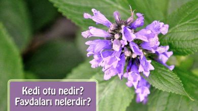 Kedi otu nedir? (Catnip nedir?)