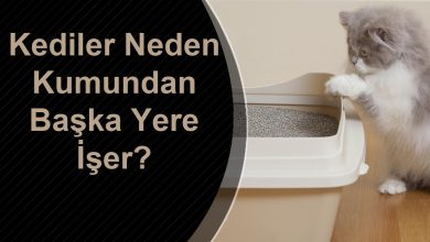 Kediler neden kumundan başka yere işer?