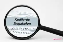 Kedilerde Megakolon