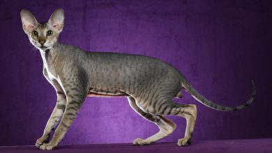 Peterbald Kedisi Özellikleri ve Bakımı