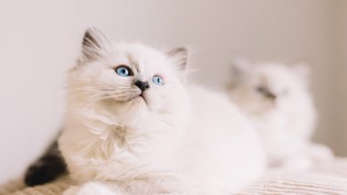 Mükemmel Bir Apartman Kedisi Olan Ragdoll Kedisi Özellikleri