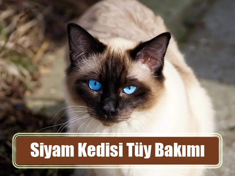 Siyam Kedisi Tüy Bakımı