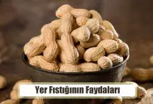 Yer Fıstığı Nedir? Yer Fıstığının Faydaları Nelerdir?