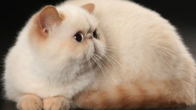 Exotic Shorthair Özellikleri ve Bakımı