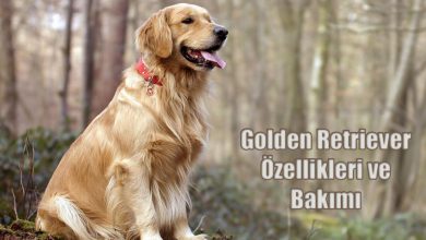 Golden Retriever Özellikleri ve Bakımı