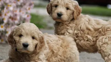 Goldendoodle Özellikleri ve Bakımı