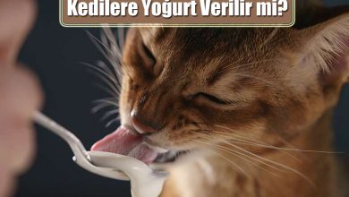 Kedi Yoğurt Yer Mi? Kedilere Yoğurt Verilir mi?