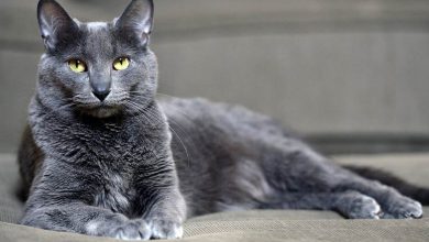 Korat Kedisi Özellikleri ve Bakımı