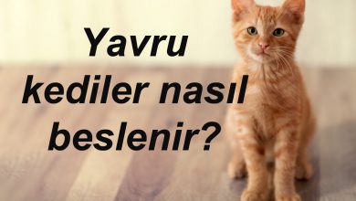 Yavru kediler nasıl beslenir?