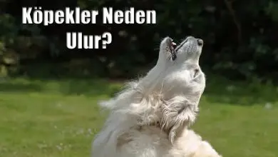 Köpekler Neden Ulur? Ezan Okunurken Köpekler Neden Ulur?