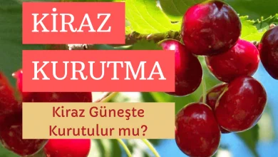 Kiraz Güneşte Kurutulur Mu? Kiraz Kurutma Teknikleri