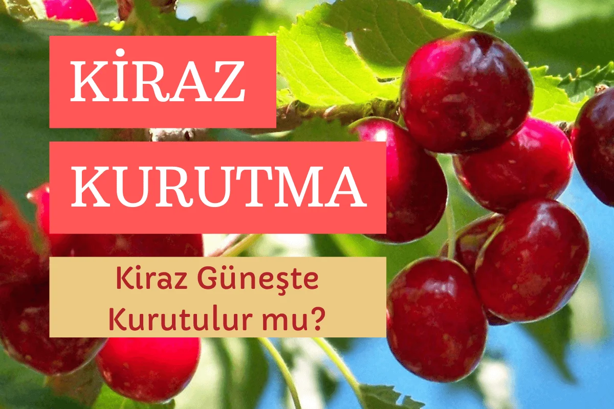 Kiraz Güneşte Kurutulur Mu? Kiraz Kurutma Teknikleri