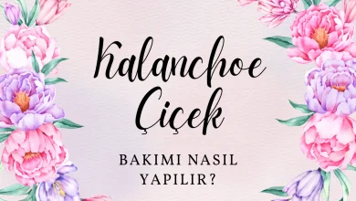 Kalanchoe Kalanşo Çiçeği Bakımı