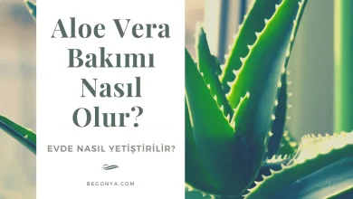 Aloe Vera Bakımı Nasıl Olur? Evde Nasıl Yetiştirilir?