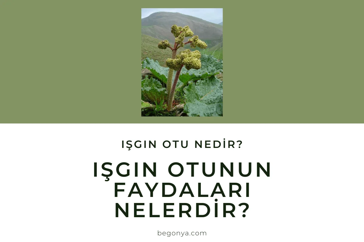 Işgın Otu Nedir? Işgın Otunun Faydaları Nelerdir?