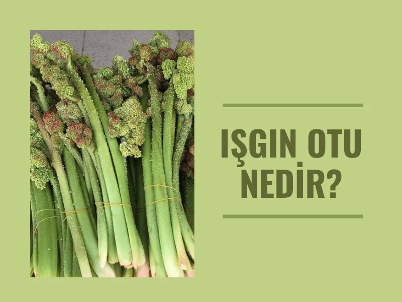 Işgın Otu Nedir