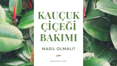 Kauçuk Çiçeği Bakımı Nasıl Olmalı?