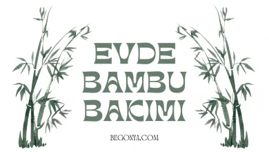 Evde Bambu Bakımı Nasıl Yapılır?