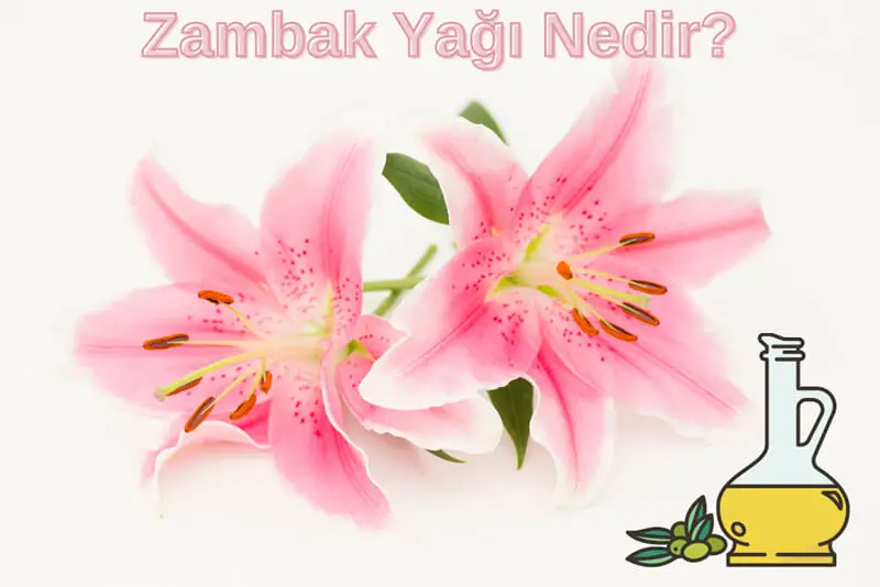 Zambak Yağı Nedir?