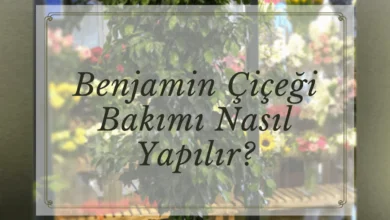 Benjamin Çiçeği Bakımı Nasıl Yapılır?