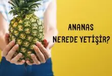 Ananas Nerede Yetişir?